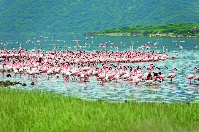 Shutterstock.com nuotr./Flamingų būriai, Kenija