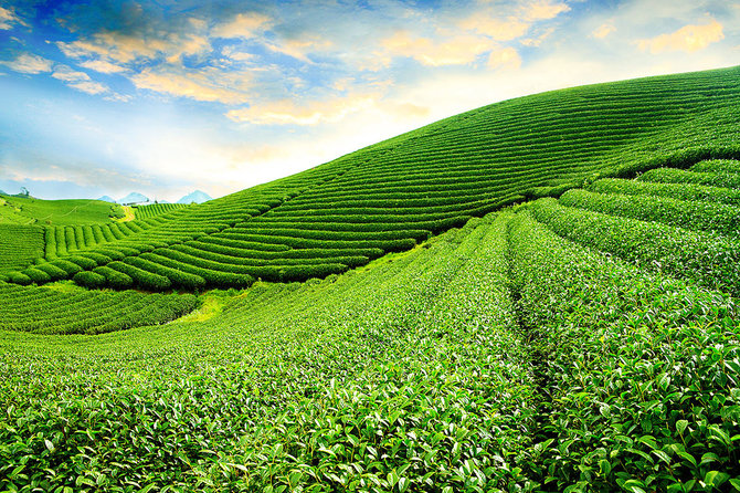 Shutterstock.com nuotr./8. Šiaurės Vietnamo arbatos plantacijos