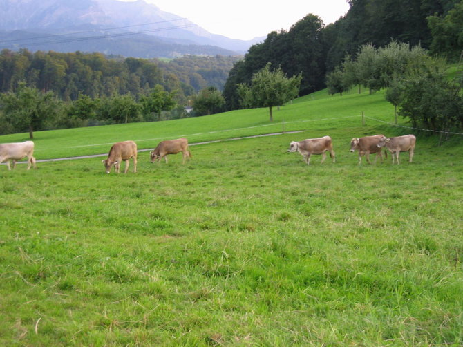 V.Mikaičio nuotr./Šveicariškos karvės šalia Liucernos
