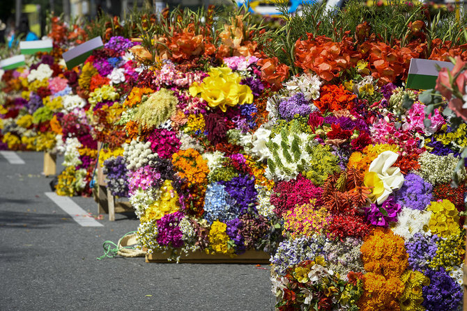Shutterstock.com nuotr./Gėlių festivalis, Kolumbija