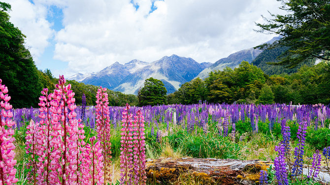 Shutterstock.com nuotr./6. Fiordland nacionalinis parkas, Naujoji Zelandija