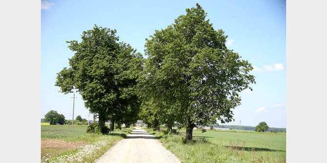 Algimanto Barzdžiaus nuotr./Sūriškiai