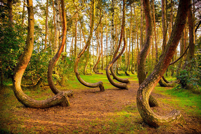 Shutterstock.com nuotr./Kreivasis Gryfino miškas