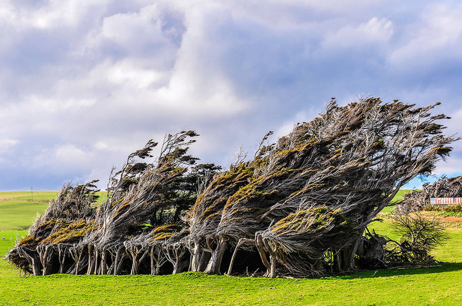 Shutterstock.com nuotr./Slope Point giraitės