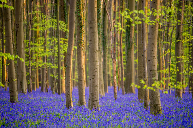 Shutterstock.com nuotr./Hallerbos miškas