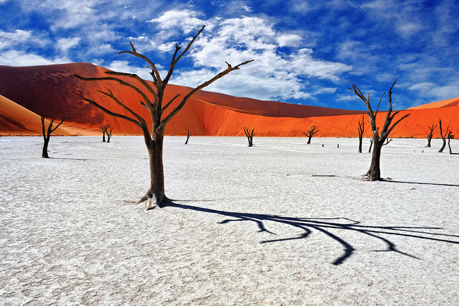 Shutterstock.com nuotr./Deadvlei miškas