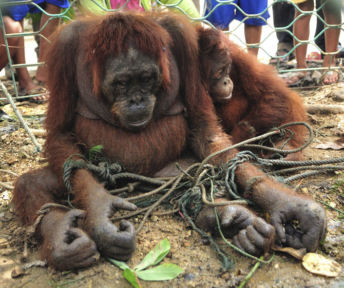 „Reuters“/„Scanpix“ nuotr./Orangutangai