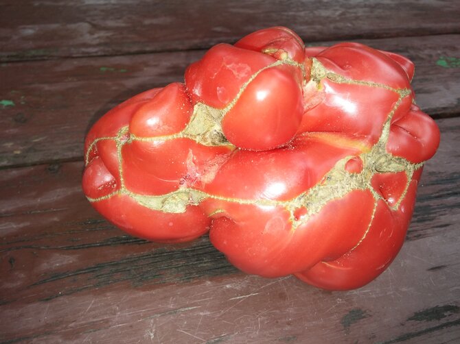 Pomidorai