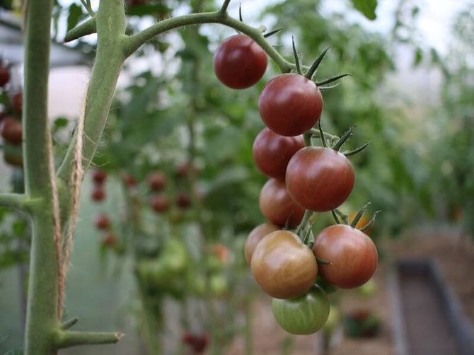 Linos Liubertaitės nuotr./Pomidorai ‘Black cherry’ 