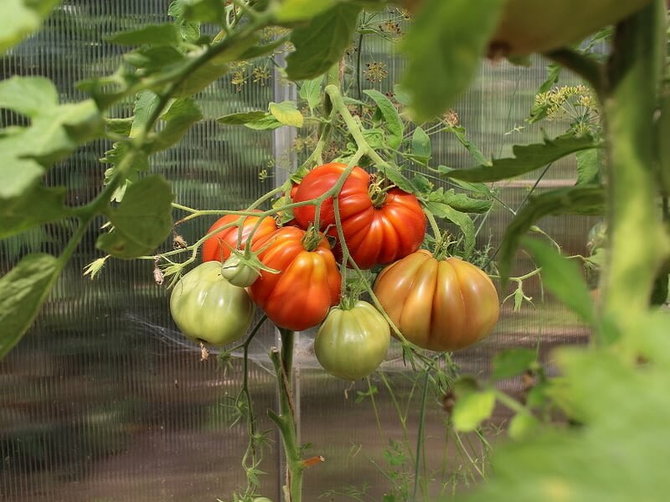 Linos Liubertaitės nuotr./Pomidorai ‘Red Pear’