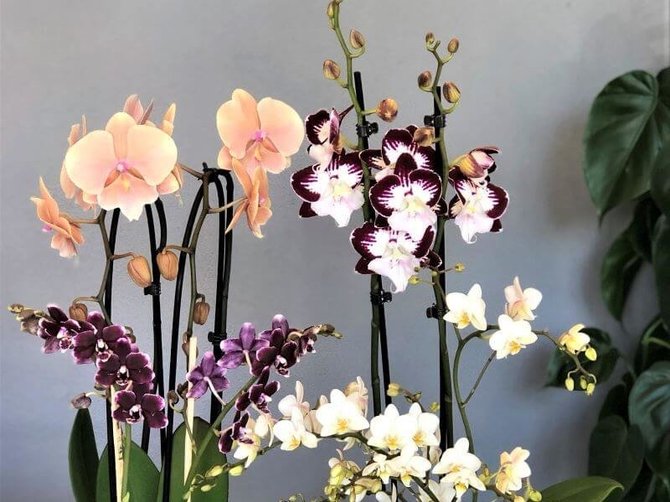 S.Pranaitės nuotr. /Skirtingų dydžių, formų ir spalvų orchidėjų žiedai tiesiog negali nusibosti