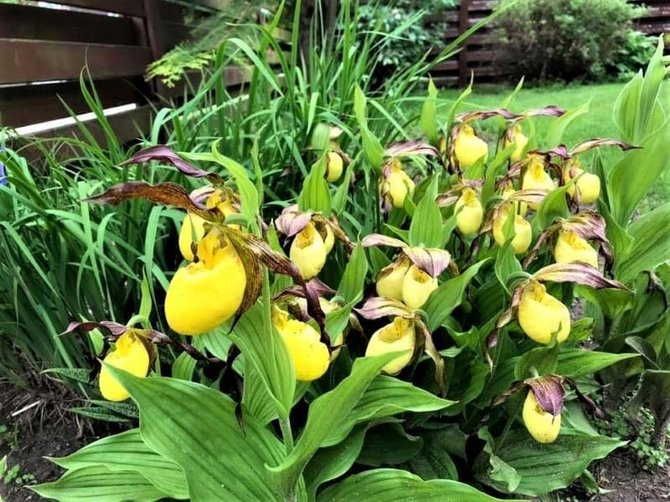 S.Pranaitės nuotr. /Skaistės kieme augančios orchidėjos