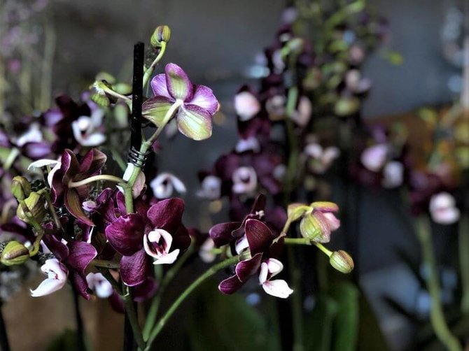 S.Pranaitės nuotr. /Smulkiais žiedais žydinti orchidėja (falenopsių genties hibridas)