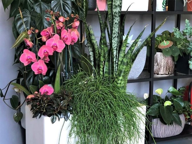 S.Pranaitės nuotr. /Orchidėjos ir žalialapių kambarinių augalų kompozicija – stilingas interjero akcentas