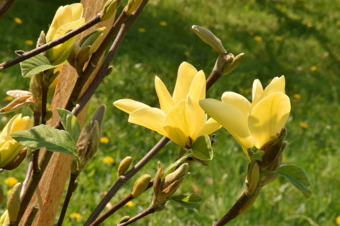 VDU botanikos sodo nuotr./Magnolija 'Daphne'