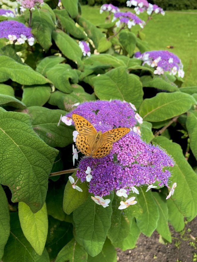 VDU Botanikos sodo nuotr./Šiurkščioji hortenzija (Hydrangea aspera) 'Macrophylla'