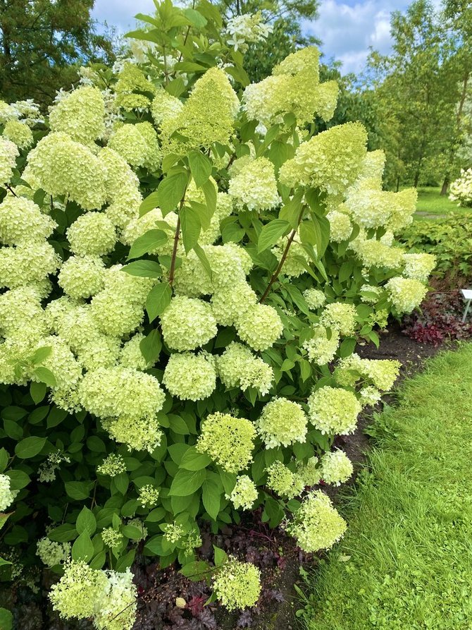 VDU Botanikos sodo nuotr./Šluotelinė hortenzija (Hydrangea paniculata) 'Diamantino'