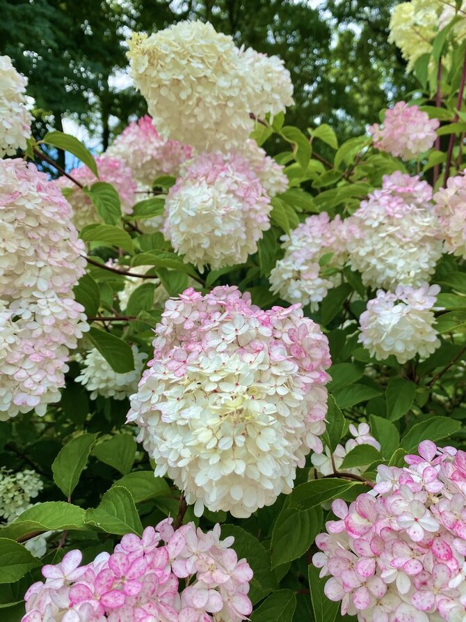 VDU Botanikos sodo nuotr./Šluotelinė hortenzija (Hydrangea paniculata) 'Vanille Fraise'