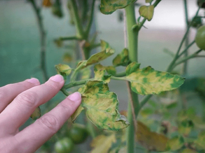 Linos Liubertaitės nuotr./Rudoji dėmėtligė šiemet įsisuko į daugelio pomidorų augintojų šiltnamius.