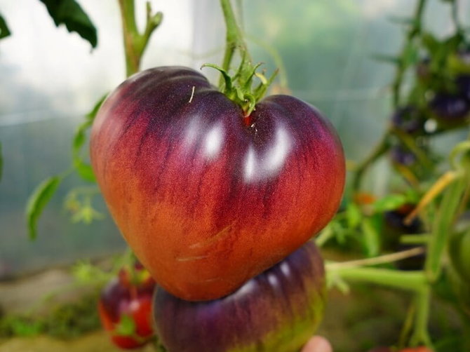 Linos Liubertaitės nuotr./Lenkiški pomidorai ‘Kas 21’ tamsiais „peteliais“ – tikri šiltnamio gražuoliai.