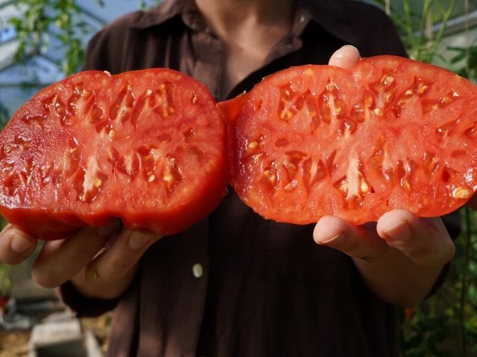 Linos Liubertaitės nuotr./Pažiūrėkite, kokie mėsingi ir sultingi ukrainietiškos ‘Chernovy Veleten’ veislės pomidorai.