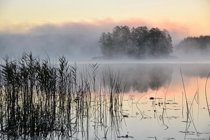 Mato Nalivaikos nuotr./ „Miškas rūke“ (Švenčionių Zigmo Žemaičio gimnazija, Ekologinis klubas „Žuvėdra“, mokytoja Oksana Gončarova)