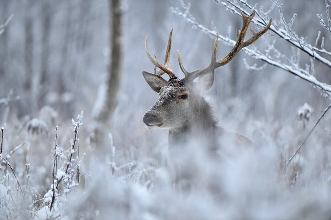 Rimanto Nalivaikos nuotr./Taurusis elnias – Rimanto Nalivaikos svajonių kadras