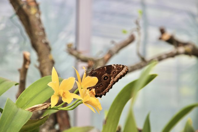 VDU botanikos sodo nuotr./Į oranžeriją sugrįžo tropiniai drugiai: eksponuojami kartu su orchidėjomis