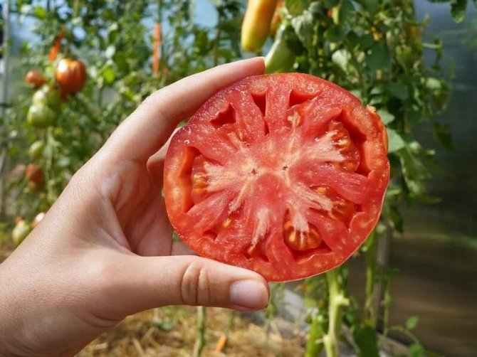 L.Liubertaitės nuotr./,Red Pear‘ šiemet davė gausų derlių, bet rugpjūtį krūmą užklupo liga.