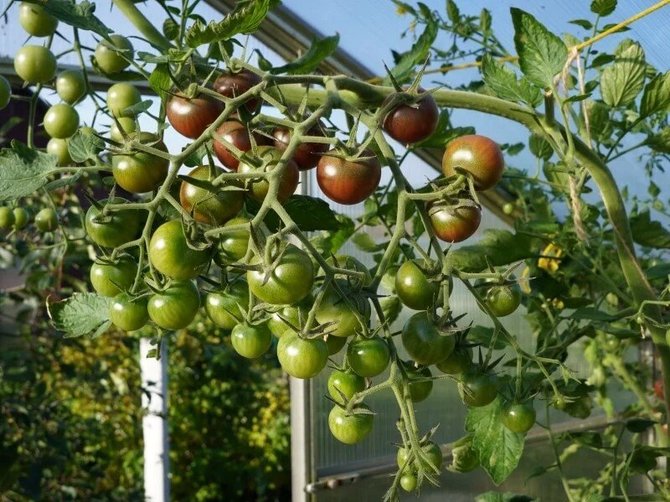 L.Liubertaitės nuotr./,Black Cherry‘ krūmai užauga tikri galiūnai – jau siekia šiltnamio stogą.