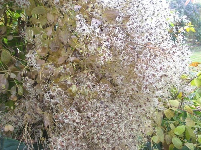 Linos Liubertaitės nuotr./Raganės rudenį pasipuošia tarsi antram gyvenimui.