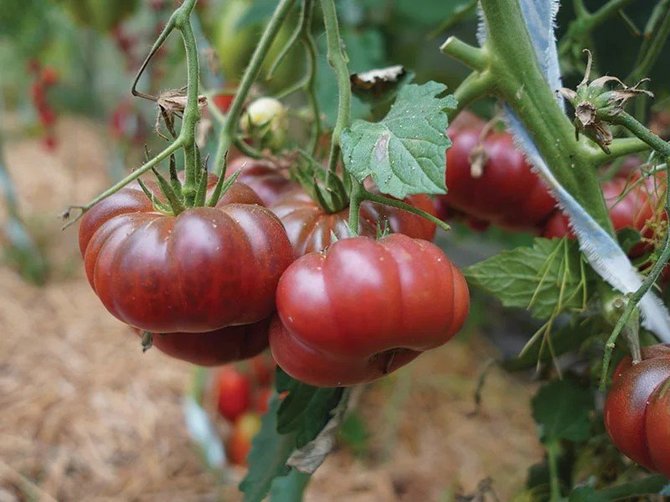 Linos Liubertaitės nuotr./‘Purple Calabash’ odelė kieta, skonis pusėtinas, o derlius nedidelis