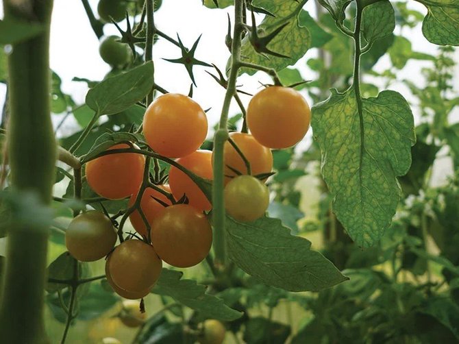 Linos Liubertaitės nuotr./Summer Sun’ F1 – puiki hibridinė mažų geltonų pomidoriukų veislė. 