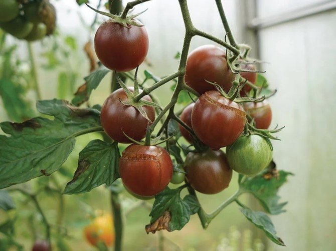 Linos Liubertaitės nuotr./‘Black Cherry’ tinka auginti ir šiltnamyje, ir lauke ir vazone. 