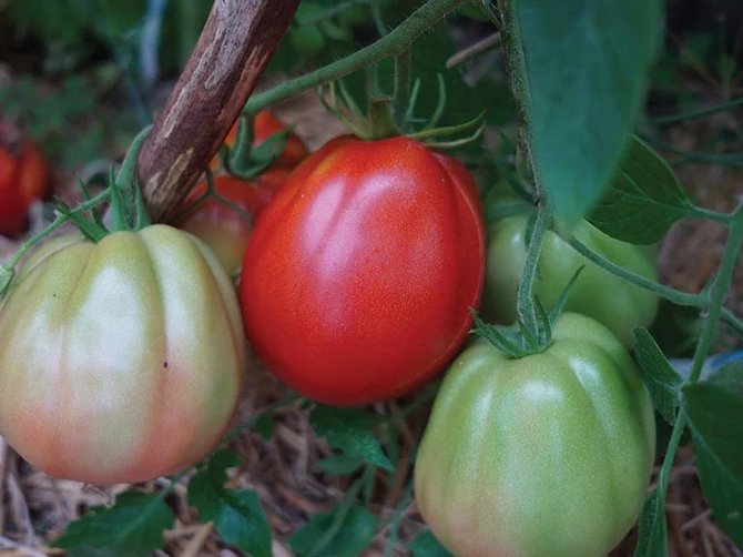 Linos Liubertaitės nuotr./Pomidorai ‘Red Pear’ – viena mūsų mėgstamų veislių.