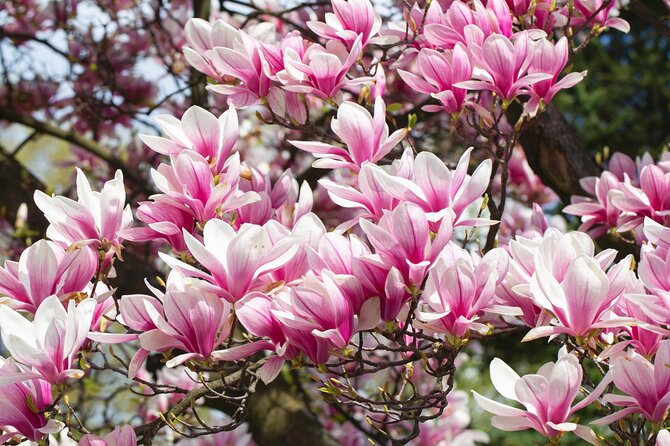 Shutterstock nuotr./Magnolijos