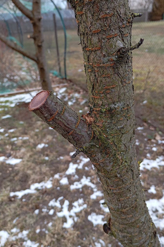 Pranešimo autorių nuotr./Kaulavaisis su stuobreliu