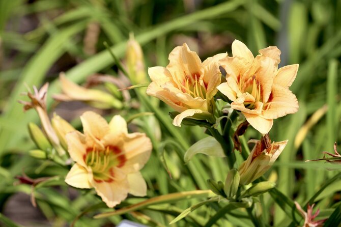 VDU Botanikos sodo nuotr./Viendienė 'Too Many Petals'