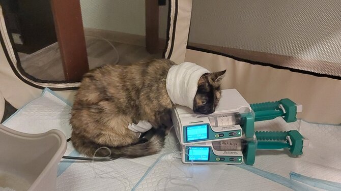 Asmeninio archyvo nuotr./Veterinarė įamžino savo augintinio kovą su pavojinga liga