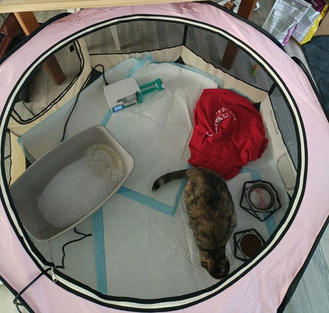 Asmeninio archyvo nuotr./Veterinarė įamžino savo augintinio kovą su pavojinga liga