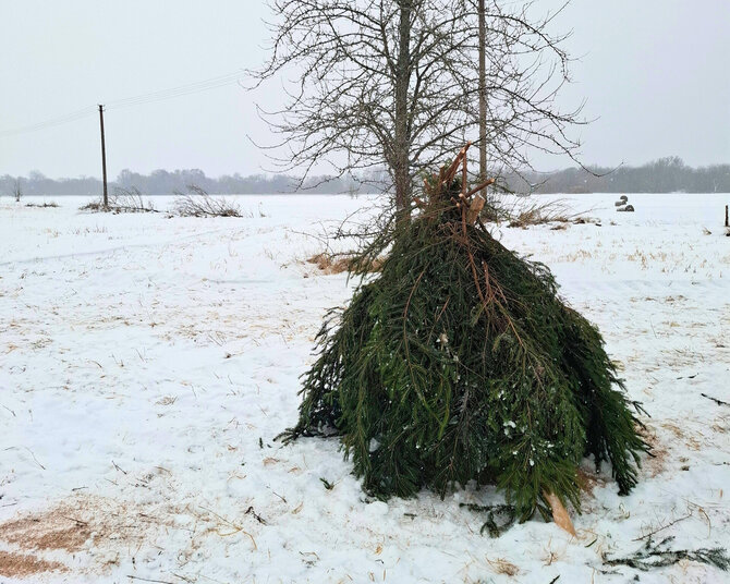 Valstybinių miškų urėdijos (VMU) nuotr./Kurapkų slėptuvė