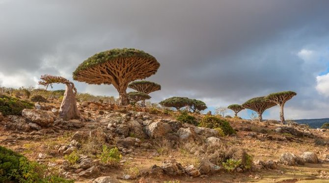 Fotolia nuotr./Siurrealistiniai medžiai, Jemenas