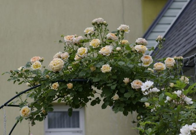 Nijolės Karpavičienės nuotr./'Alchymist' rožės