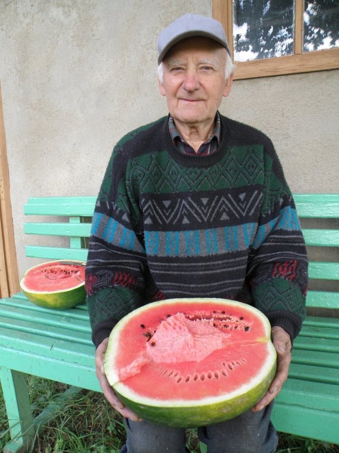 Asmeninio archyvo nuotr. /Kostas Nedzveckas su savo užaugintais lietuviškais arbūzais