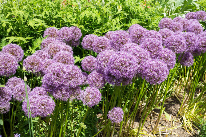 Fotolia nuotr./Dekoratyviniai česnakai