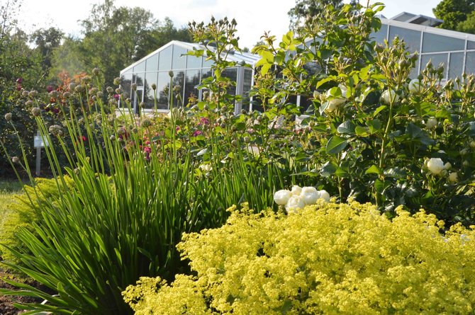 VDU botanikos sodo nuotr. /Rožynas. Rožė 'Artemis' su rasakila Alchemilla epipsila ir česnaku Allium 'Summer Beauty