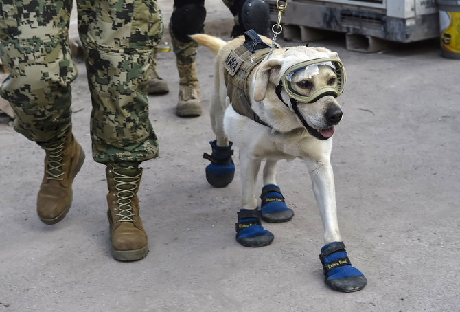 AFP/„Scanpix“ nuotr./Labradorė Frida – herojė 