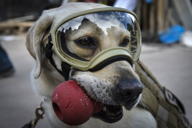 AFP/„Scanpix“ nuotr./Labradorė Frida – herojė 