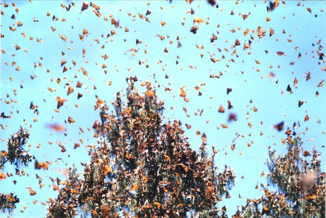 „Reuters“/„Scanpix“ nuotr./Monarchų drugeliai migruoja žiemoti į Meksiką