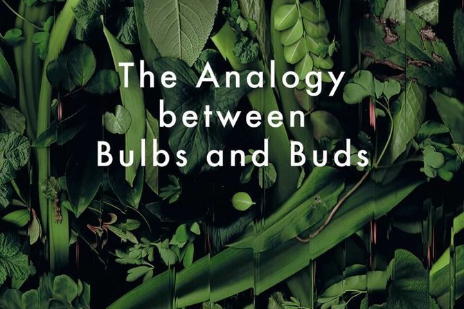 Facebook.com/Paroda „The Analogy Between Bulbs and Buds“